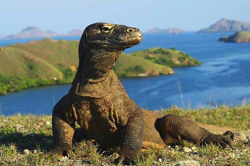 2 DAYS/1 NIGHT KOMODO BOAT TRIP